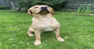 Labrador Retriever dogs - Advert 3