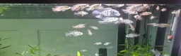 Cichlids fish for sale: Blue hybrid acara cichlid  in London - Advert 6