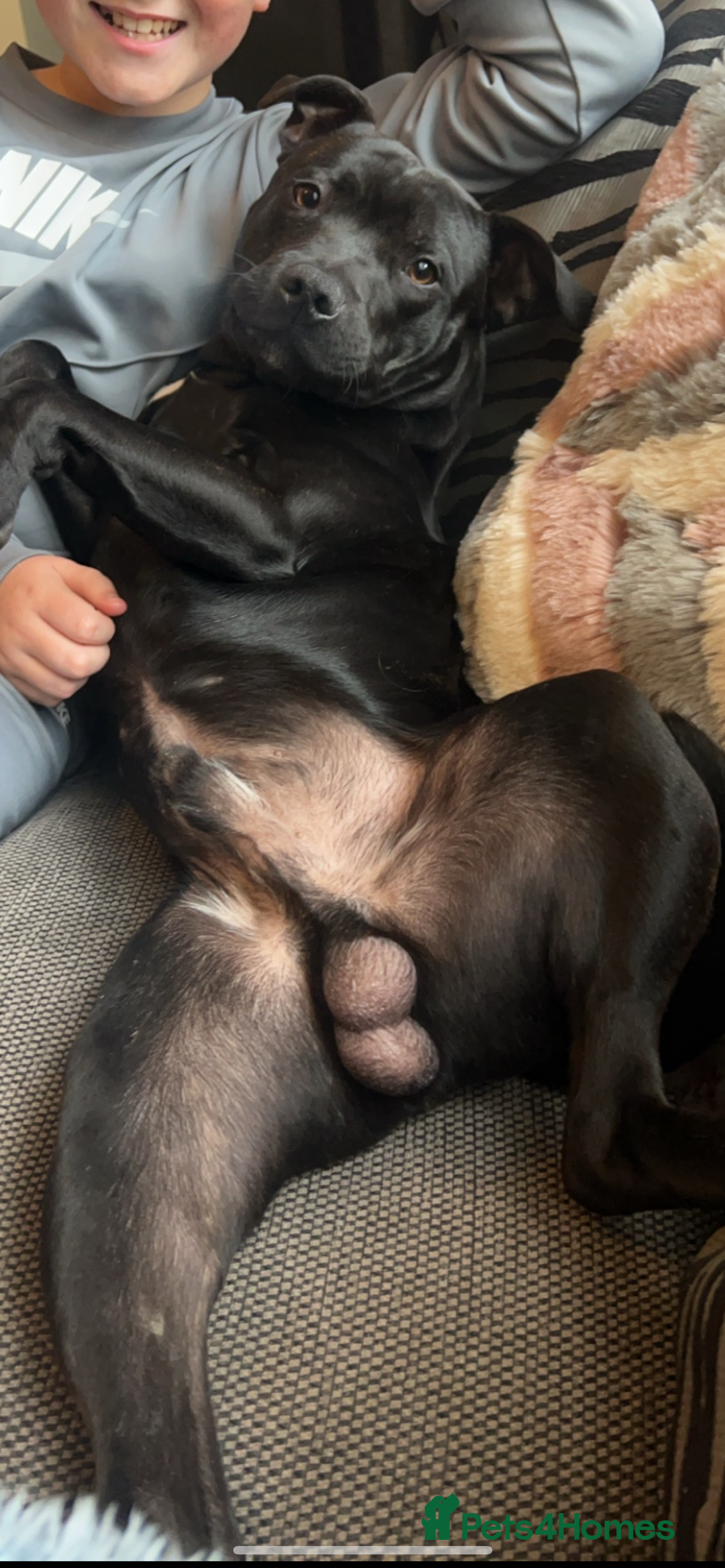 Staffordshire Bull Terrier dogs for sale: Blue the staffy - Image 5