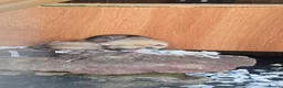 Ferret rodents for sale: Kits Half Bew Half Sandy in Stoke-on-Trent - Advert 8