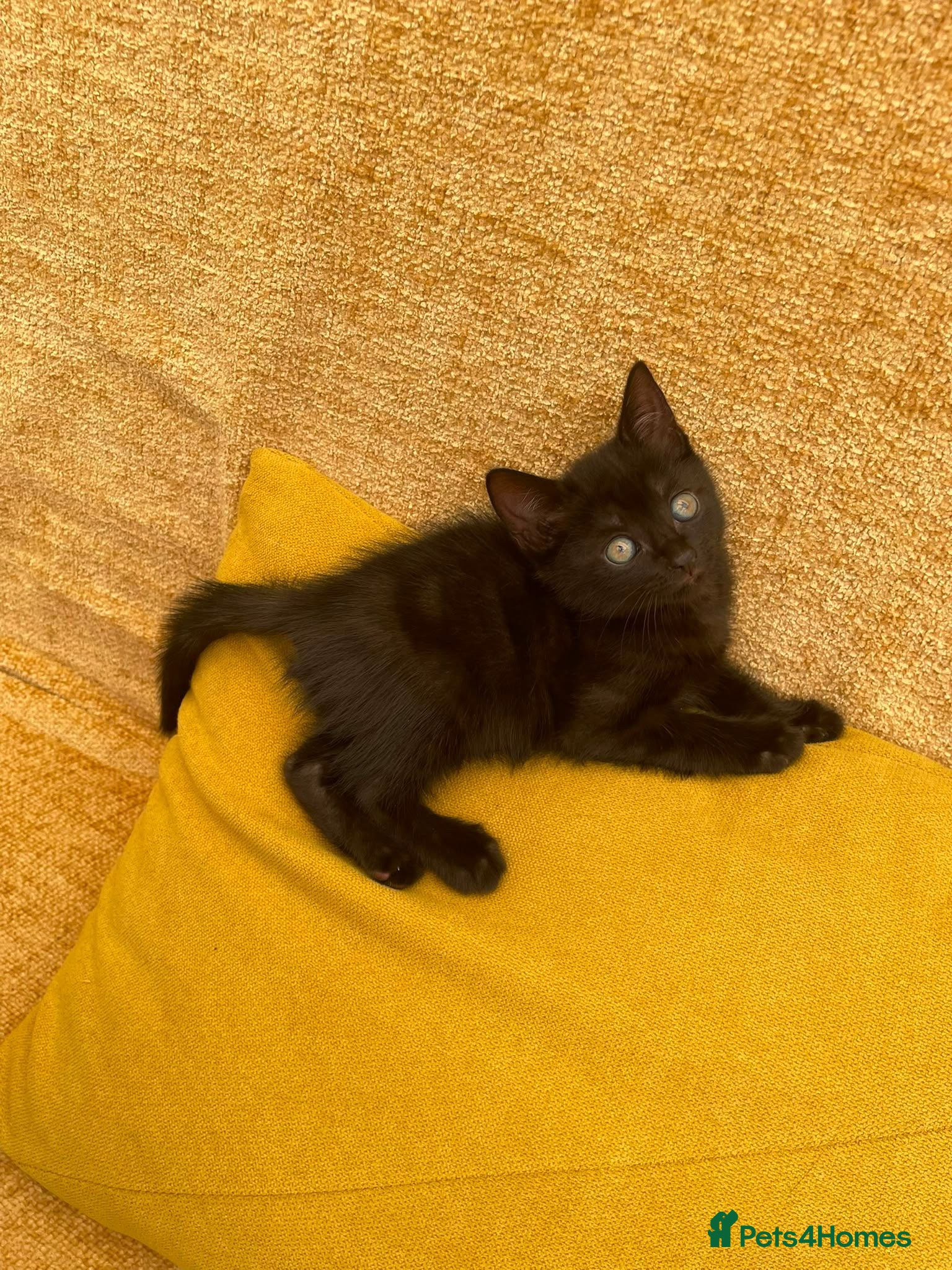 Mixed Breed cats ❤️Stunning Dark Chocolate Sokoke-Marked Girl 🐾❤️ - Advert 1
