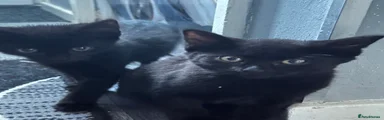 Bombay 3