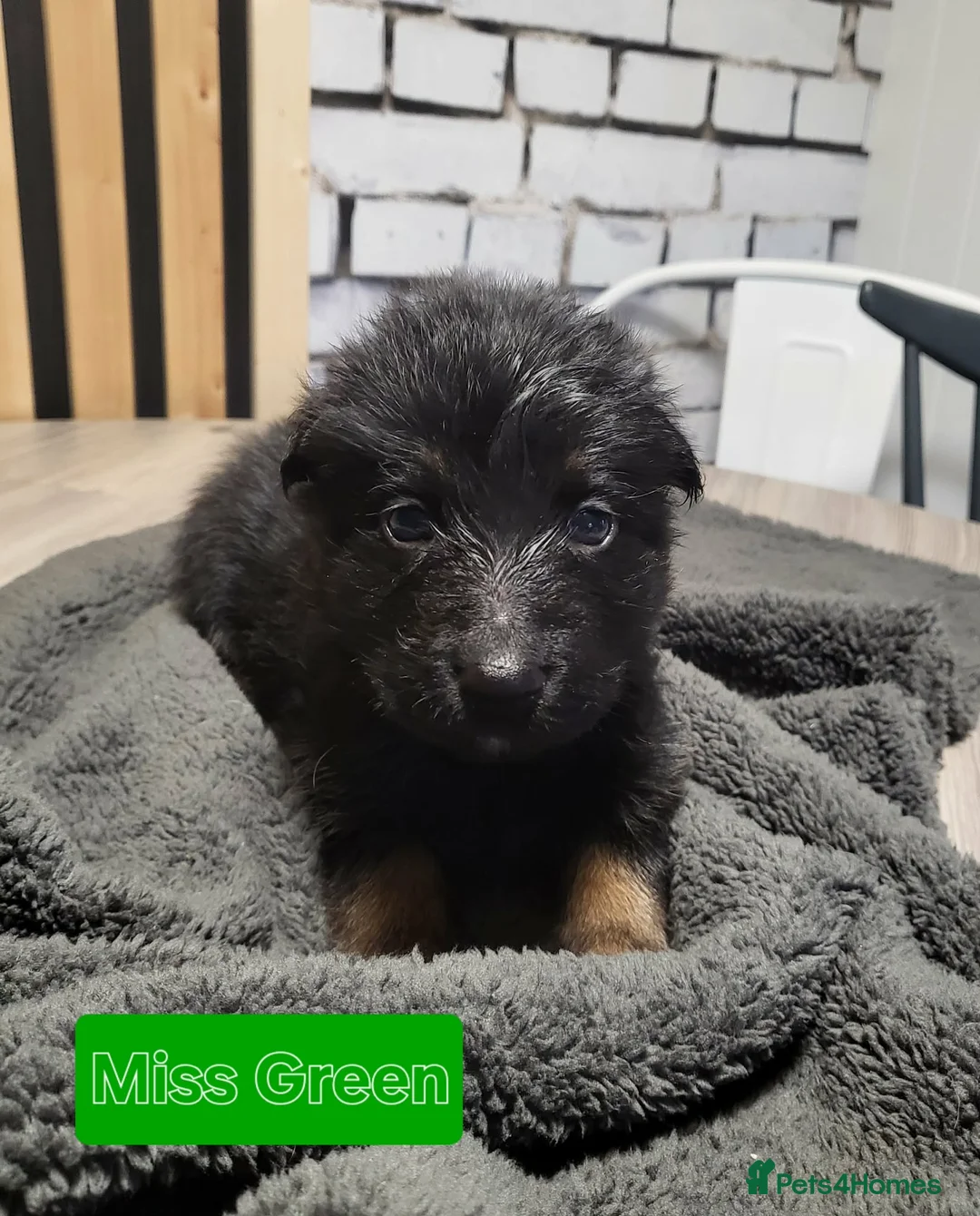 German Shepherd dogs for sale: German Shepherd/Alsatian puppies - Advert 14