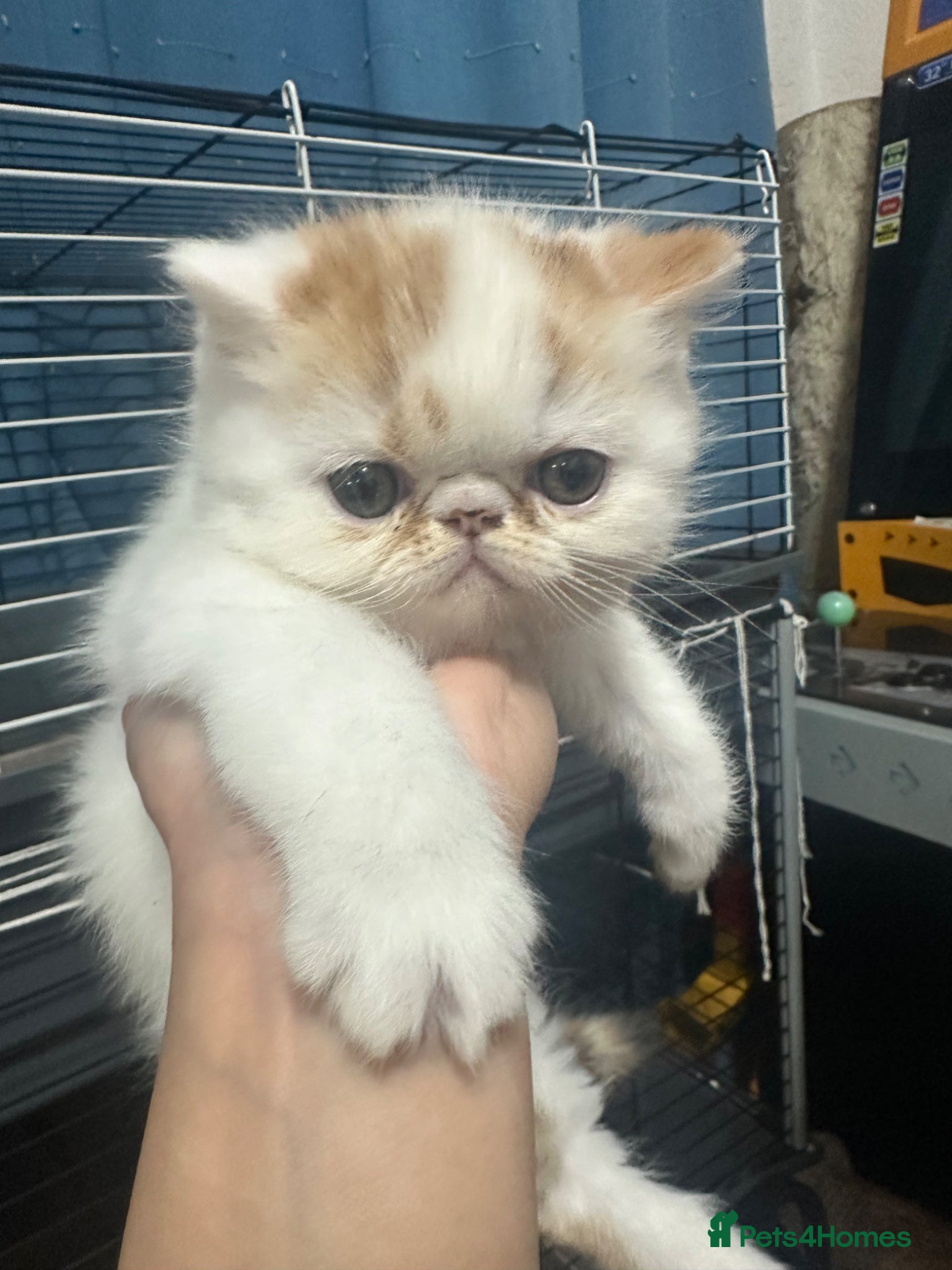 Exotic cats for sale: Cute kittens for sale - Advert 1