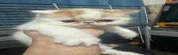 Exotic cats for sale: Cute kittens for sale - Advert 1