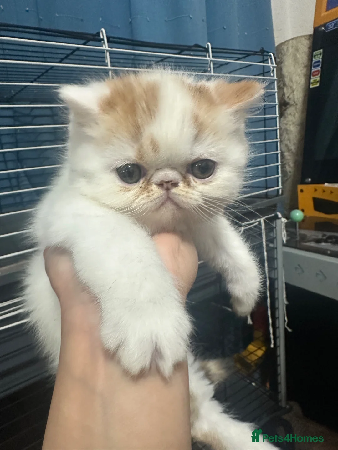 Exotic cats for sale: Cute kittens for sale - Advert 1