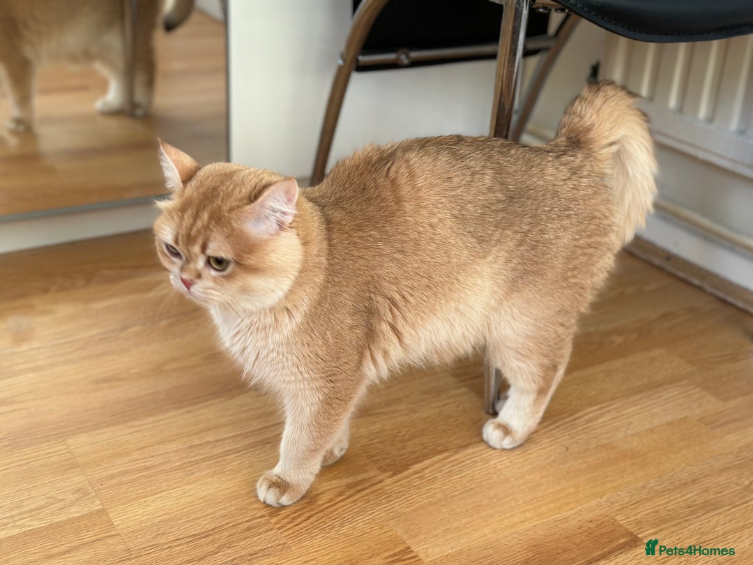 British Shorthair cats for sale: GCCF reg BSH Chocolate and Black Golden Kittens in London - Image 5