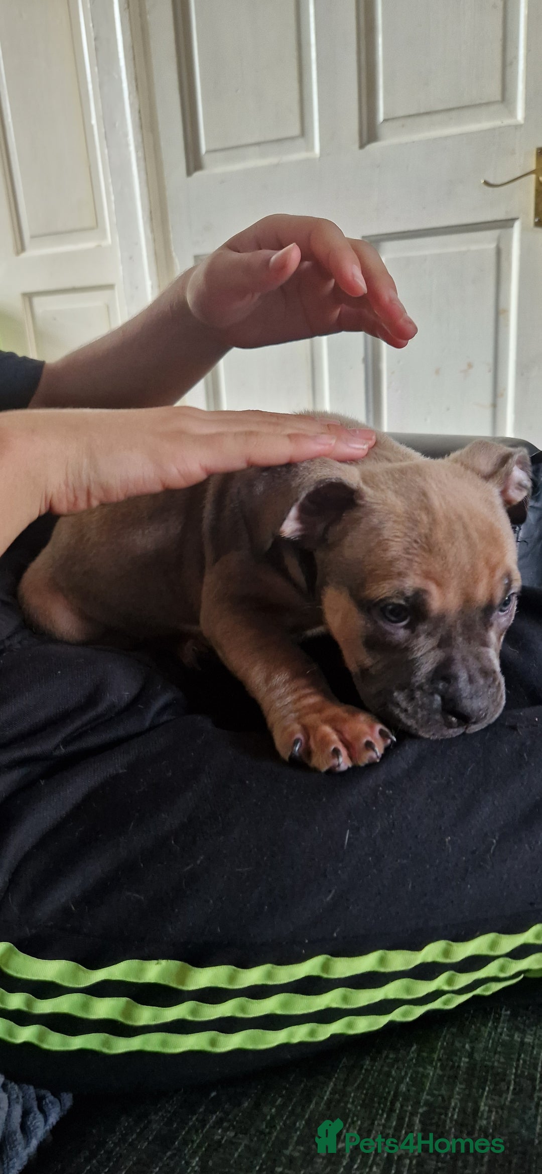American Bully dogs for sale: Pocket bully pups - Image 4