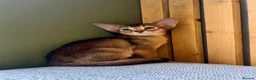 Abyssinian cats for sale: Stunning GCCF Abyssinian kittens - Advert 3