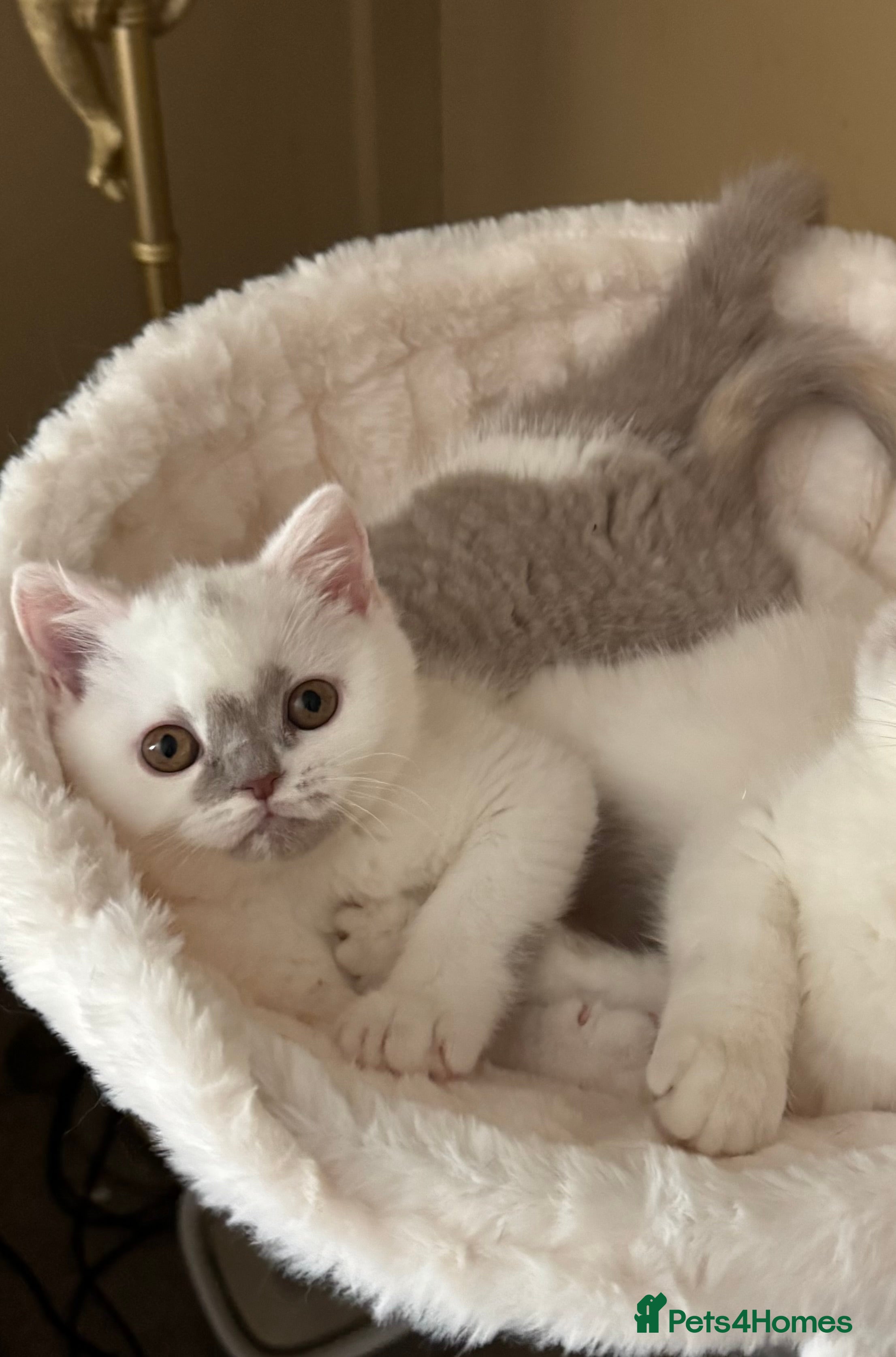 British Shorthair cats Tica reg lilac and white bsh  - Advert 8