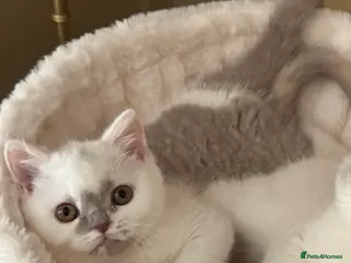 British Shorthair cats Tica reg lilac and white bsh - Advert 8