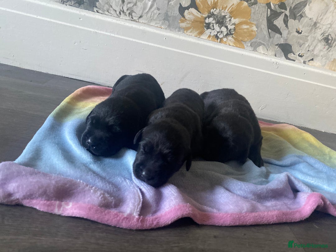 Labrador Retriever dogs for sale: Beautiful lab puppies for sale  - Image 4