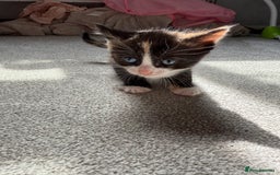RagaMuffin cats for sale: Ragamuffin kittens  - Image 22