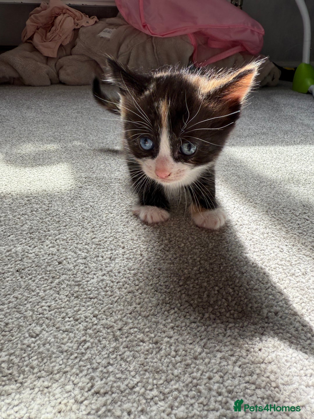 RagaMuffin cats for sale: Ragamuffin kittens  - Image 22