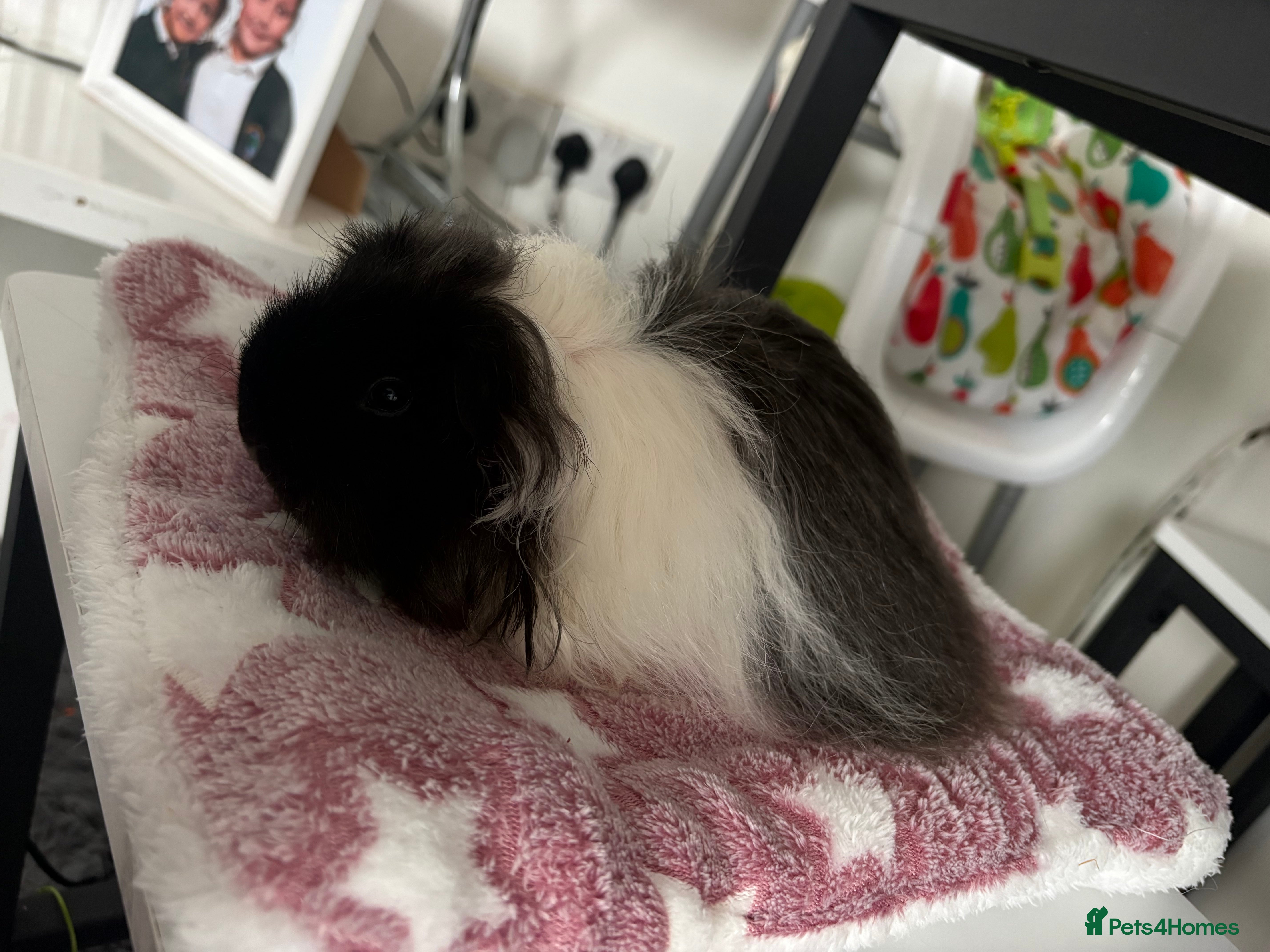 Guinea Pig rodents Female piggie for sale  - Advert 1