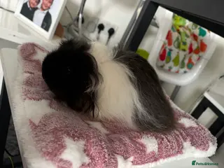 Guinea Pig rodents Female piggie for sale - Advert 1