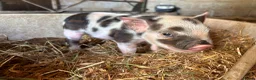 Pig livestock for sale: Gorgeous friendly mini pigs  - Advert 7