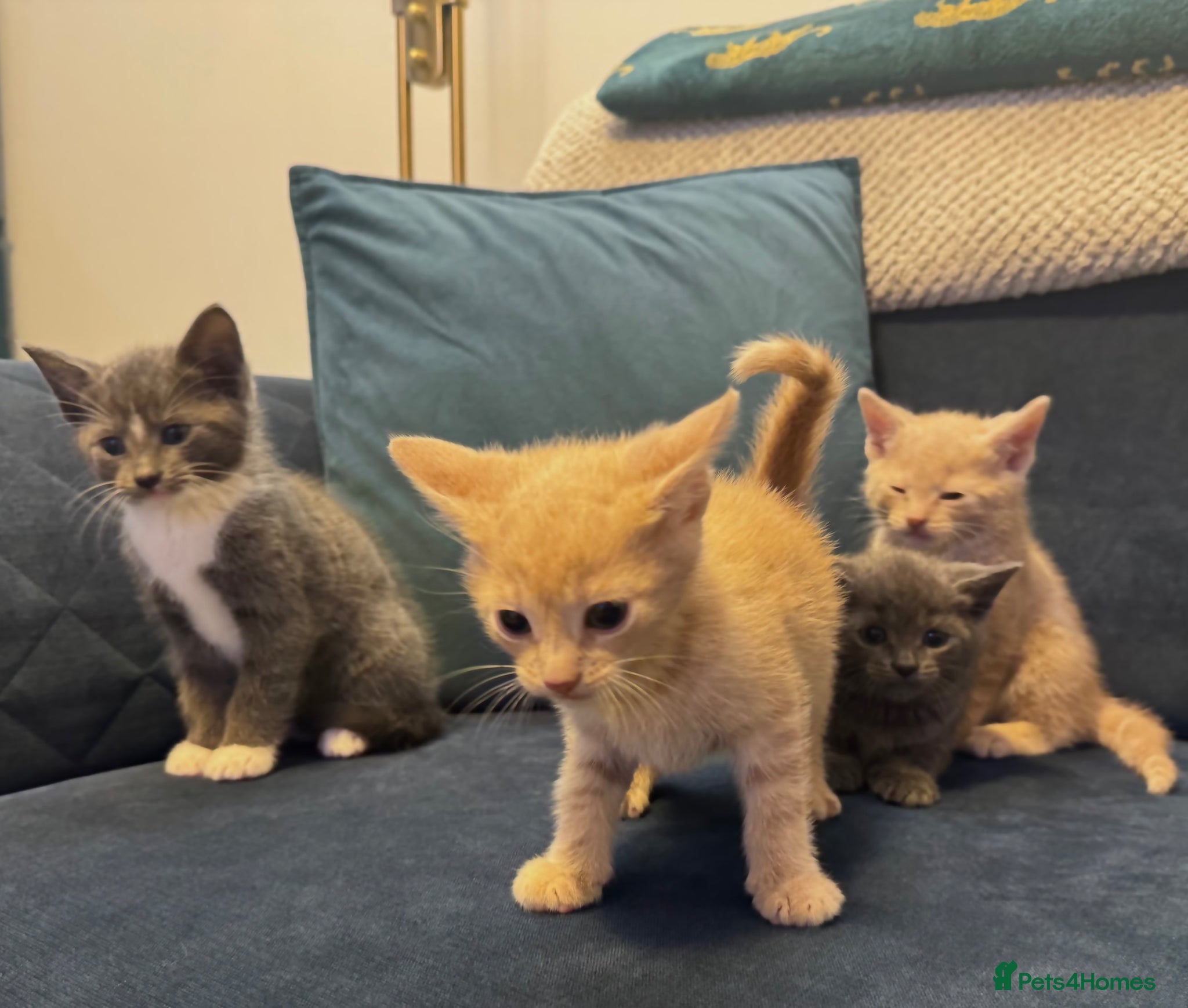 British Shorthair cats BSH Cream & Grey Kittens  - Advert 18