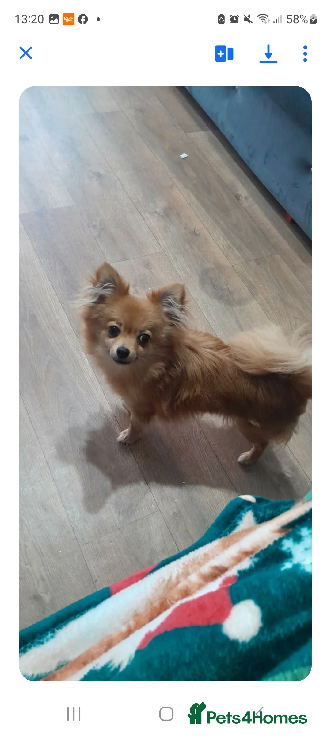 Pomchi dogs for sale: Pomchi - Advert 3