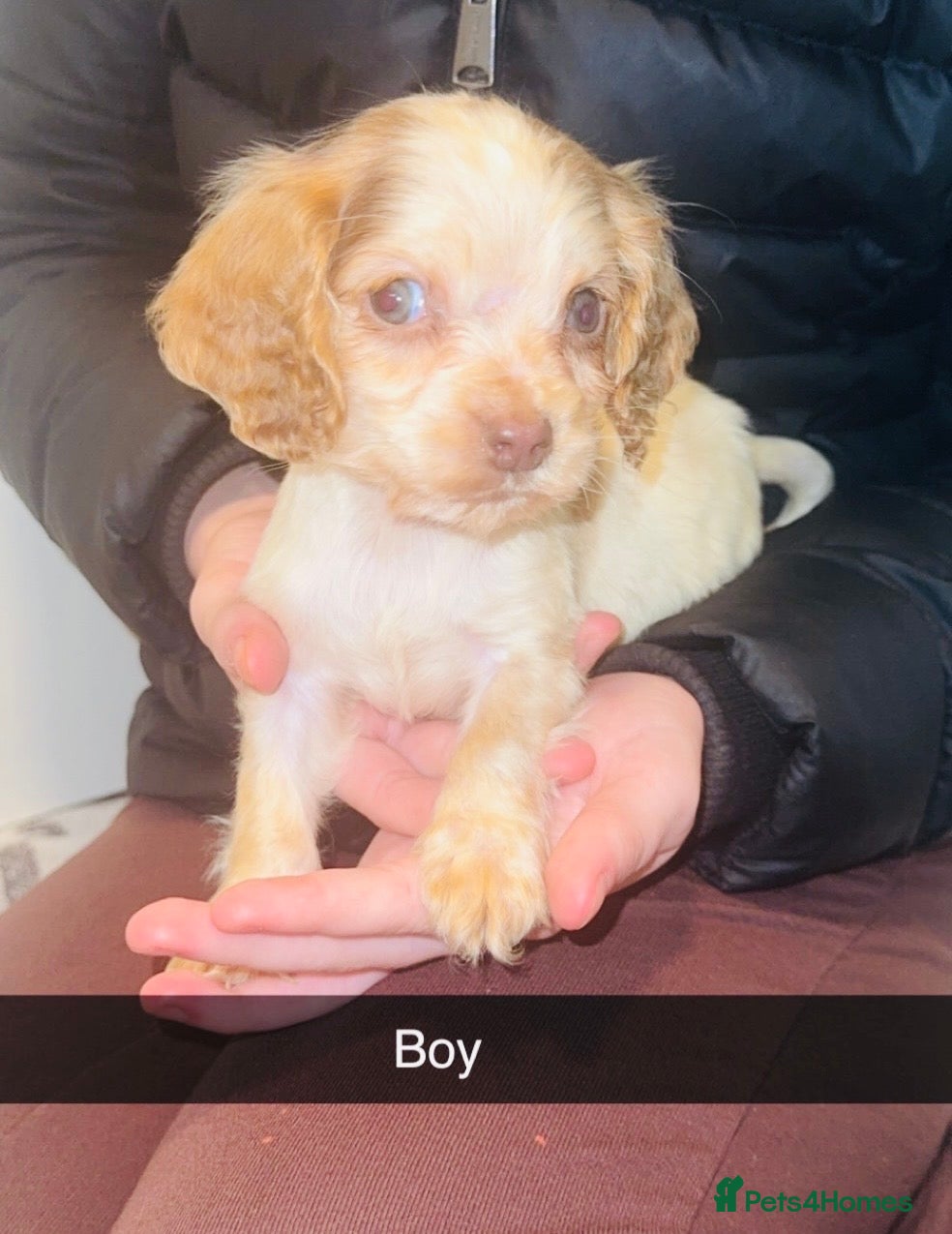 Cocker Spaniel dogs 1 boy left cocker spaniel puppys fully vaccinated - Advert 2