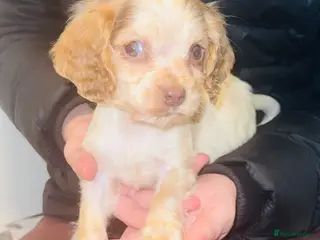Cocker Spaniel dogs 1 boy left cocker spaniel puppys fully vaccinated - Advert 6