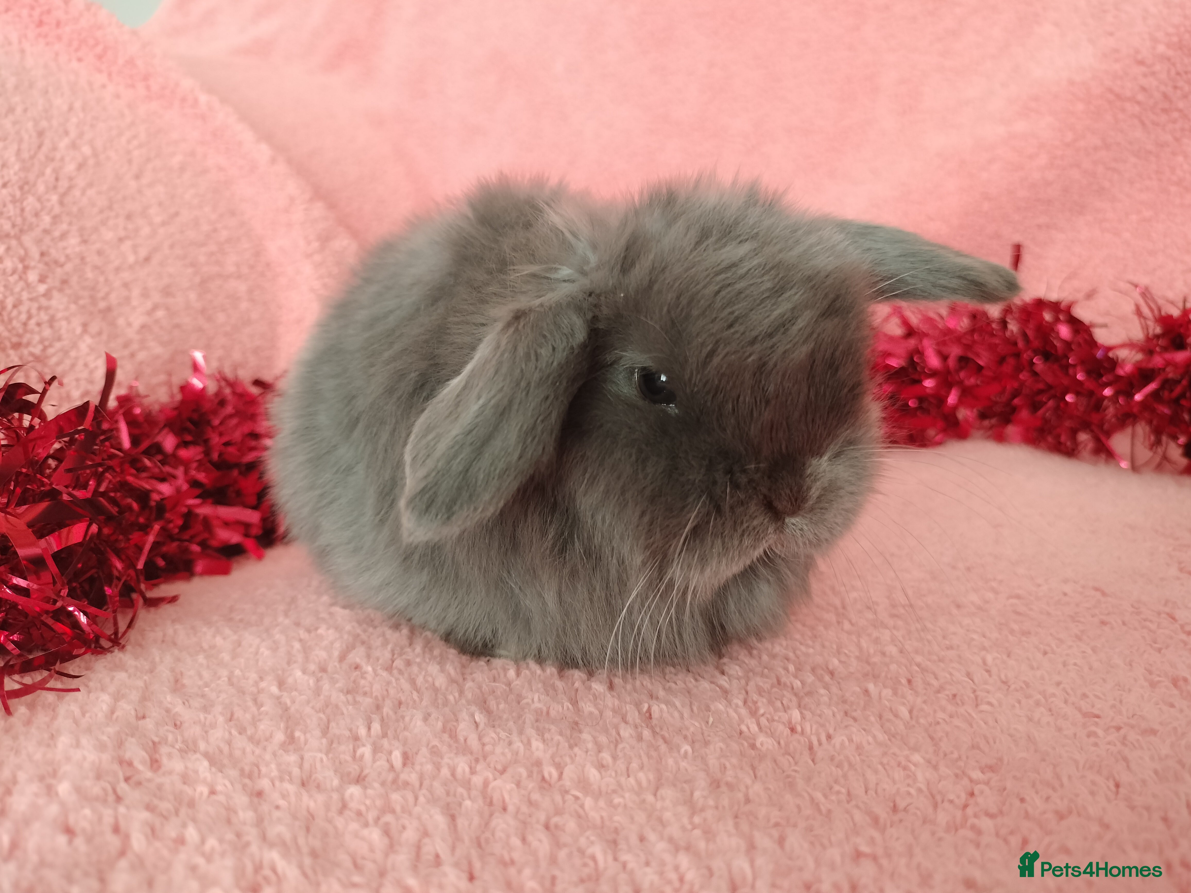 Mini Lop rabbits Baby mini lops for sale  - Advert 15