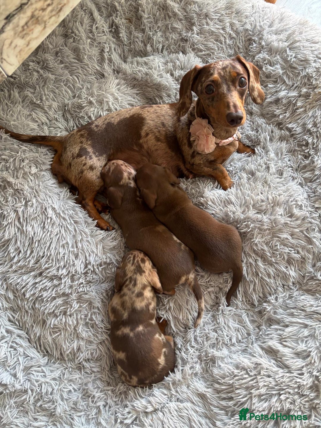 Miniature Dachshund dogs for sale: Top Tier Miniature Dachshunds available!! 😍🤩 - Image 10