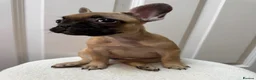 French Bulldog dogs for sale: 4 Beautiful French Buldog Puppies - Advert 6
