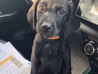 Labrador Retriever dogs KC Reg Health Tested Labrador Pups - Advert 2