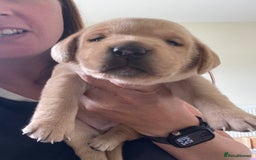Labrador Retriever dogs for sale: KC reg Labrador pups - Image 6