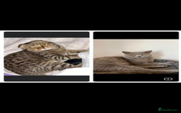 Scottish Fold cats for sale: Scottish Folds for Sale - Image 6