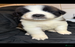 Saint Bernard dogs for sale: Saint Bernard puppies  - Image 18