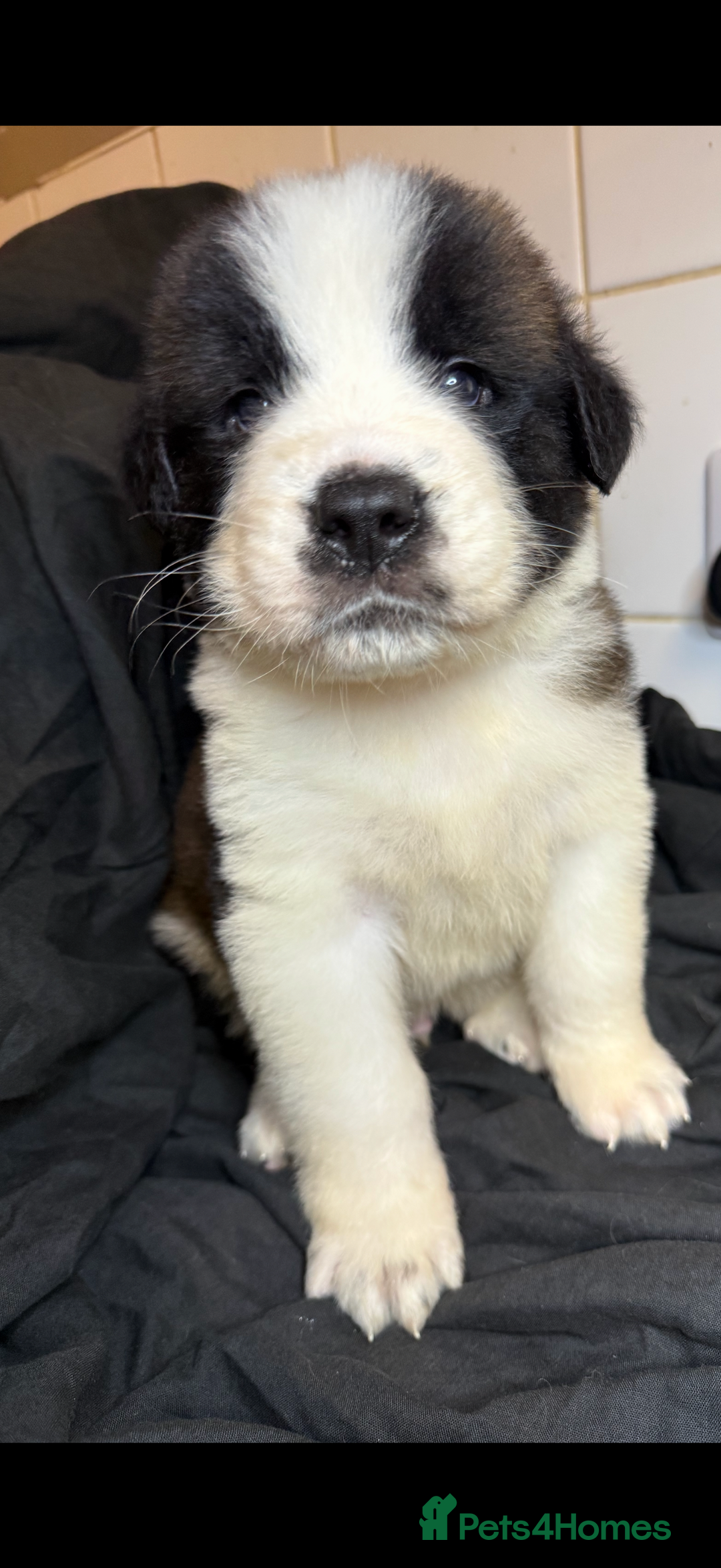 Saint Bernard dogs for sale: Saint Bernard puppies  - Image 18