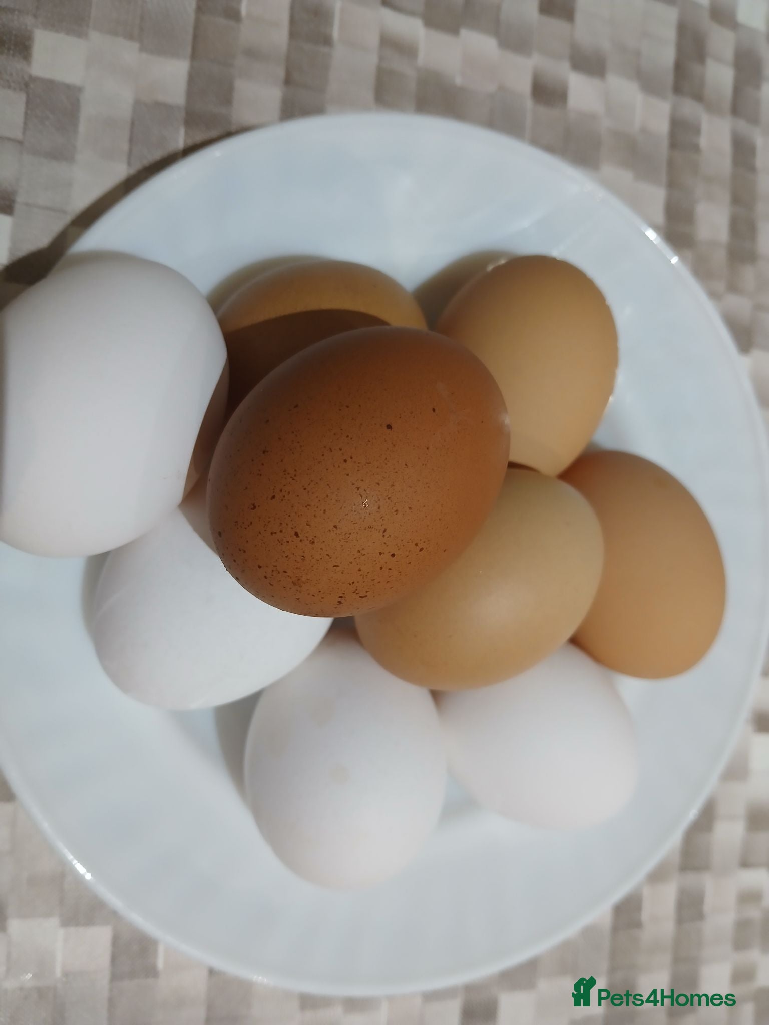 Mixed Breed poultry Fresh hatching eggs from mixed hens - Advert 1