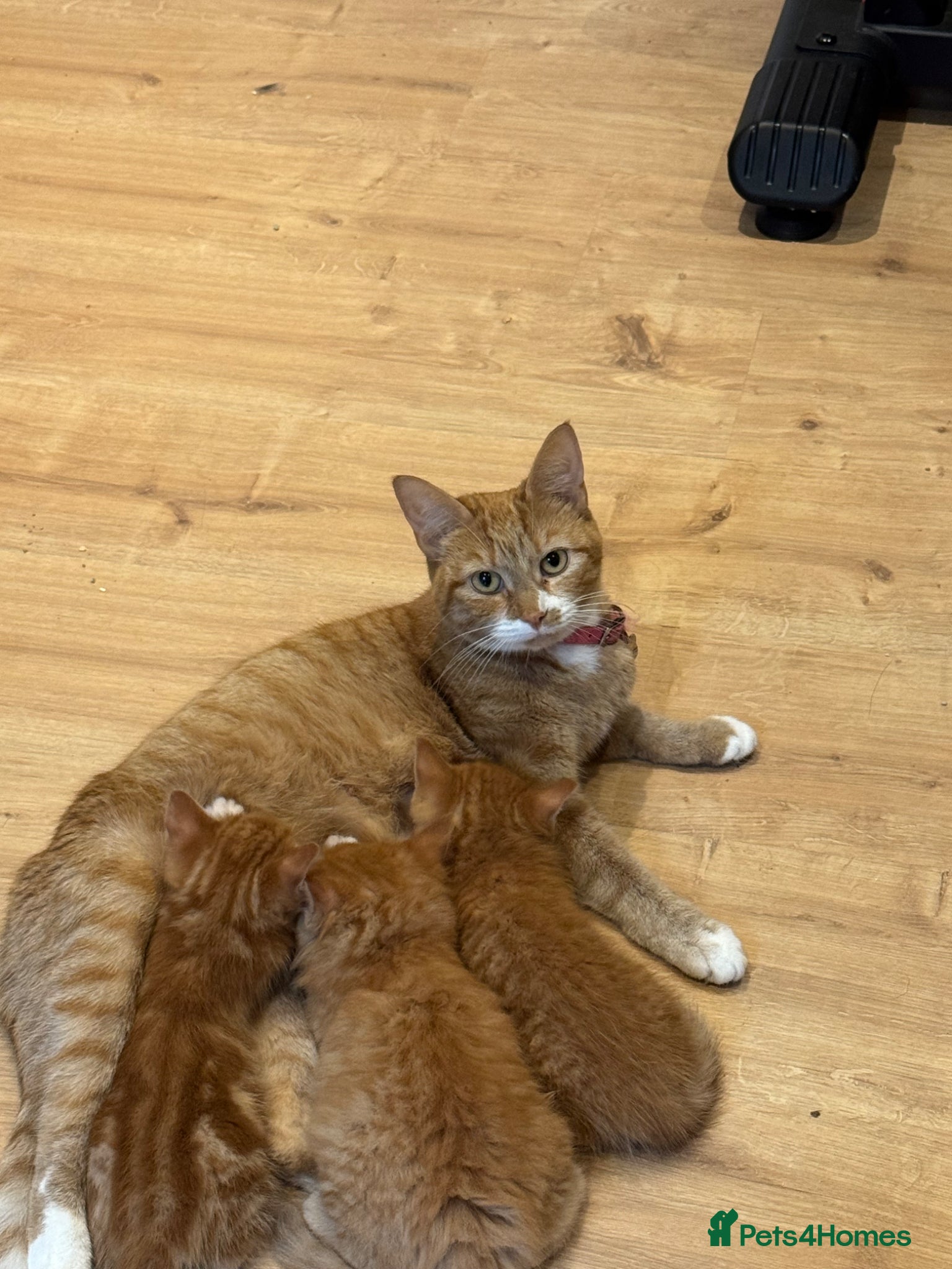 Mixed Breed cats Gorgeous ginger kittens all boys  - Advert 1