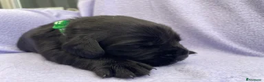 Green Boy