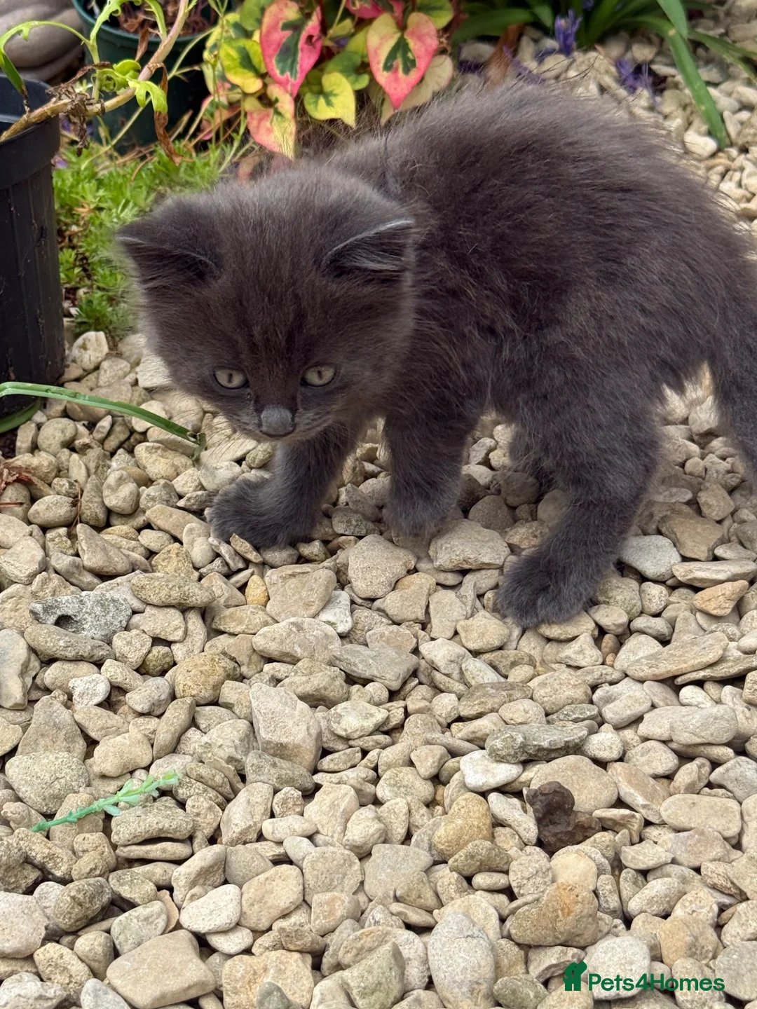 Mixed Breed cats for sale: Kitten s - Advert 4