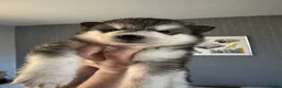 Alaskan Malamute dogs for sale: ALL PUPS HAVE BEEN SOLD!! - Advert 6