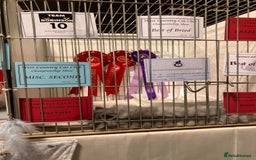 Persian cats for sale: Gccf hobby breeder - Image 8