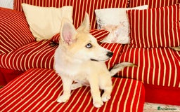 Pomsky dogs for sale: ✨ Adorable Blue-Eyed Pomsky 🐾 Pups, 16 Weeks Old - Image 31