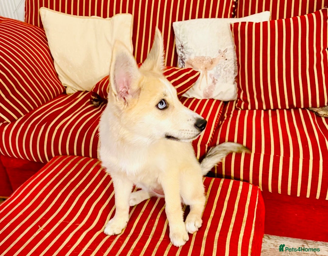Pomsky dogs for sale: ✨ Adorable Blue-Eyed Pomsky 🐾 Pups, 16 Weeks Old - Image 31