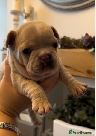 French Bulldog dogs for sale: Stunning Litter of French Bulldog Puppies for Sale in Southampton - Advert 6