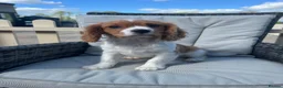 Cavalier King Charles Spaniel dogs for sale: Cavalier King Charles spaniel puppies READY NOW! in Uttoxeter - Advert 3