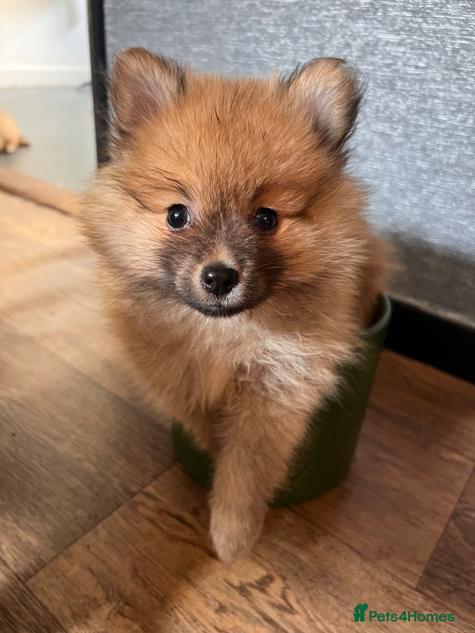 Pomeranian dogs READY NOW Pomeranian Puppies  - Advert 9