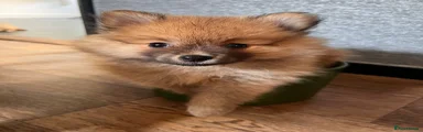 Pomeranian Puppy 1