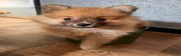 Pomeranian dogs for sale: Pomeranian Puppies - Advert 16