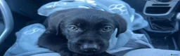 Sheprador dogs for sale: Oreo 3 years  in Nottingham - Advert 31