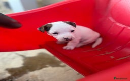 Jack Russell dogs for sale: Miniature Jack Russell terrier puppies  - Image 22
