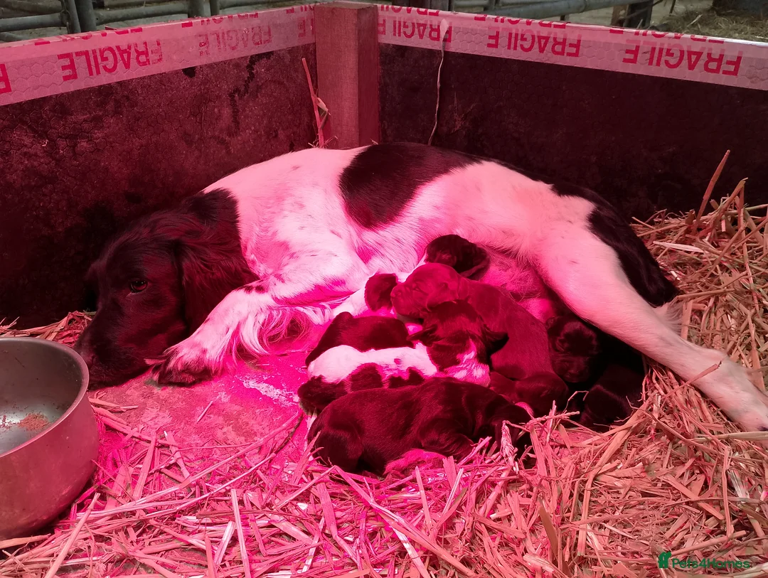 Sprocker dogs for sale: Sprocker puppies  - Advert 1