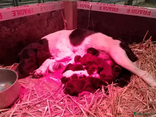 Sprocker dogs Sprocker puppies - Advert 2